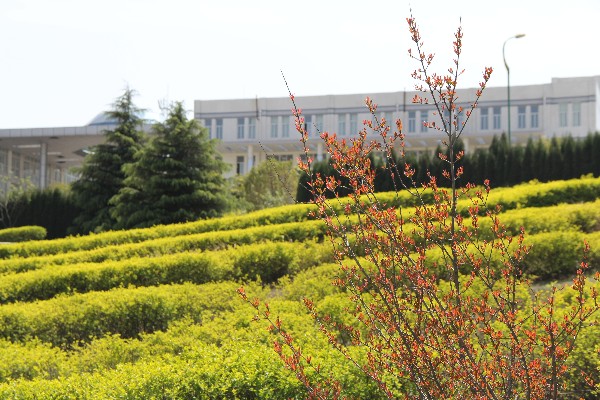 校园印象·春暖花开-平顶山学院新闻网